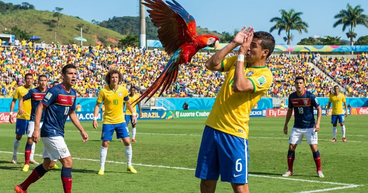 Papagei stoppt Spiel in Brasilien
