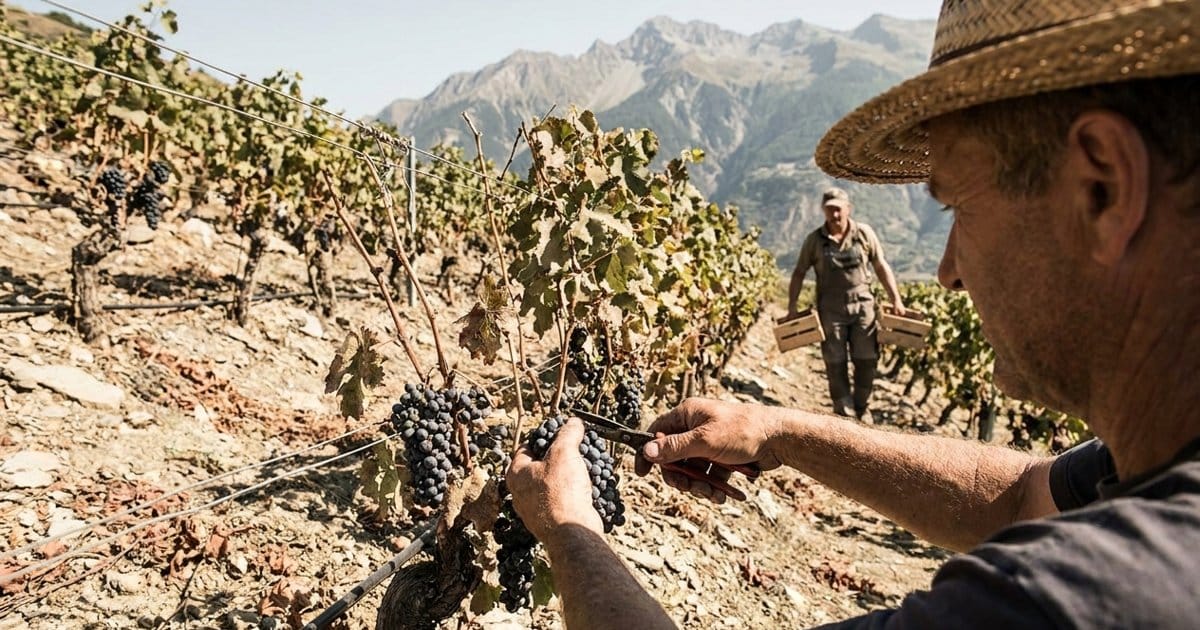 Weinlese startet so früh wie nie