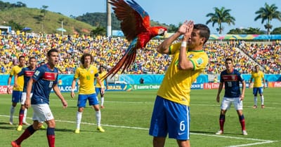 Papagei stoppt Spiel in Brasilien